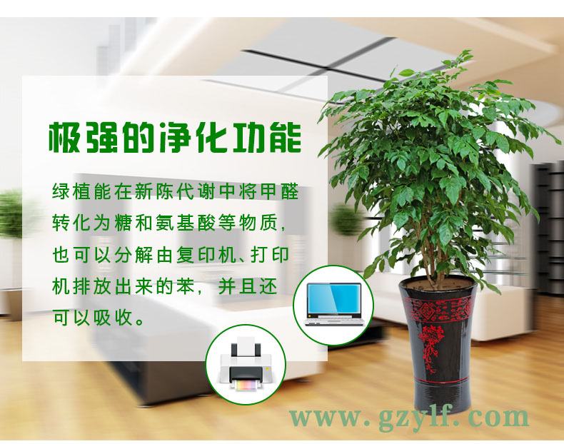 幸福树（广州植物租赁）